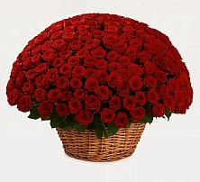 Премиум букет из: Розы в Заюково